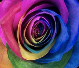 Roses Tinted Rainbow